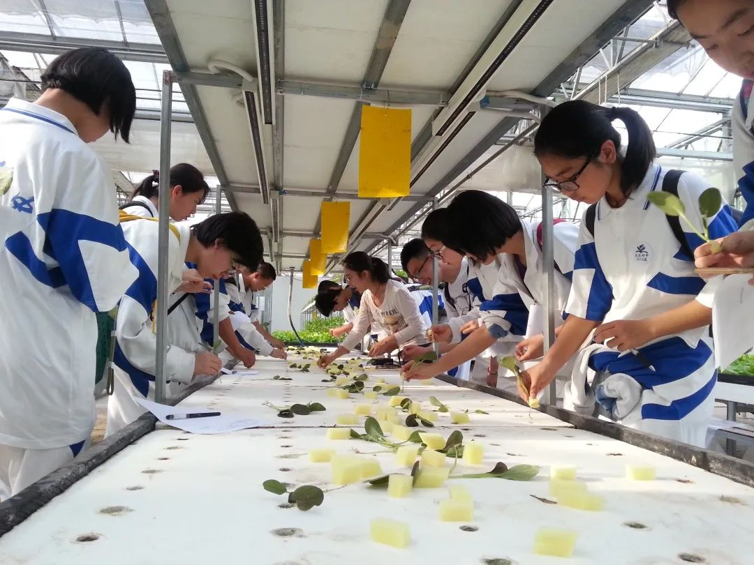 走进中国农业科学院的科技展示园,了解科技在现代农业发展中的作用